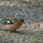 A chaffinch bird is foraging for food on the forest ground, showcasing its vibrant feathers.
